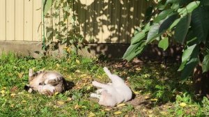 Под осенним солнцем. Cats under the autumn sun