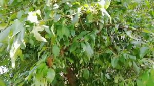 Бриллиант и изумруд