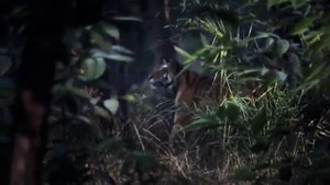 Желтый глаз тигра