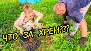 КУПИЛИ ДОМ В ДЕРЕВНЕ | Что за хрен | Деревенские хлопоты | Деревенская жизнь