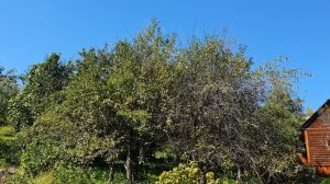 Умирает лето