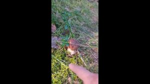 На тихой охоте