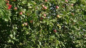 ОСЕННЕЕ СОЛНЫШКО  5.09.25 год