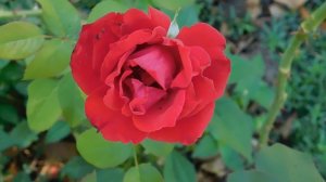 04=09=2025   РОЗА   КМР   (13)