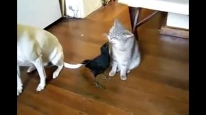 СМОТРЕТЬ ПРИКОЛЬНЫЕ ВИДЕО / СМОТРЕТЬ ПРИКОЛЫ С КОТАМИ / СМОТРЕТЬ ПРИКОЛЫ С ЖИВОТНЫМИ