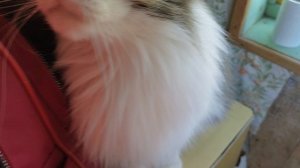 Сходила в магазин...