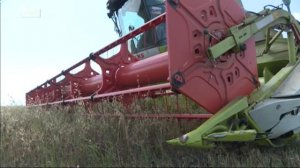 В регионе собирают убирать зерновых и зернобобовых