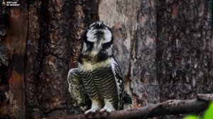 Ястребиные совушки. Ленинградский зоопарк