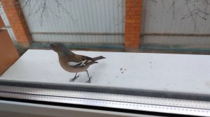 Птичка с красной грудкой на подоконнике