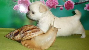 Щенки чихуахуа мини и стандарт #купить_щенка_чихуахуа_продаю 89215950848