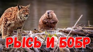 Рысь и бобр 🦫 неожиданная ночная встреча на территории бобра #рысь #бобр #ru_kompass