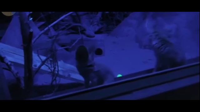 ушастые ушастики