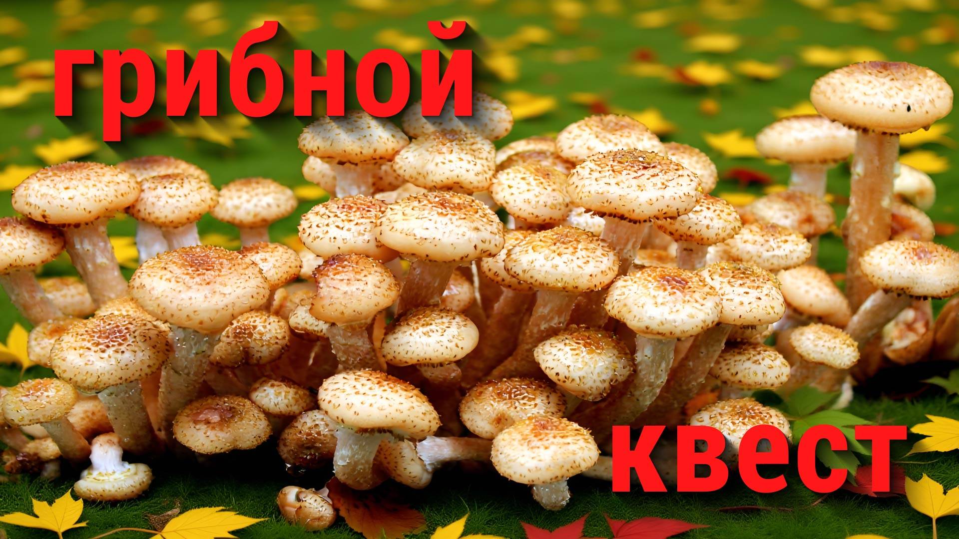 Опята осенние. 2 сентября 2025