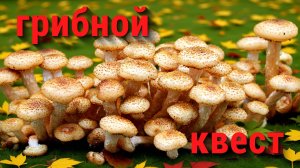 Опята осенние. 2 сентября 2025