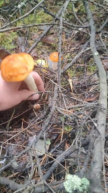 Очередной поход за грибами.