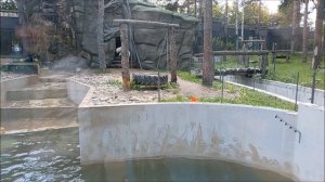 Медвежатам бросили живую рыбу, но они не торопятся её ловить 03.09.2025