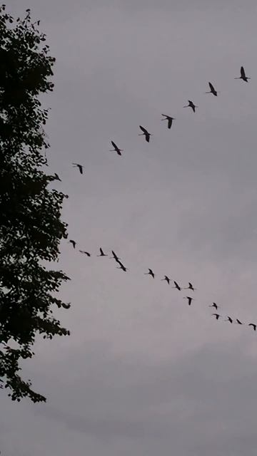 Прощай, лето #журавли #shorts_video