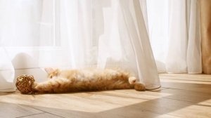 Котенок играющий с мячом