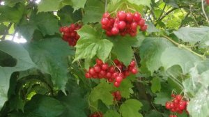 КАК БЫСТРО НАБРАТЬ  ПОДПИСЧИКОВ СЕБЕ НА КАНАЛ,ЧТОБЫ ПОДКЛЮЧИТЬ МОНЕТИЗАЦИЮ!