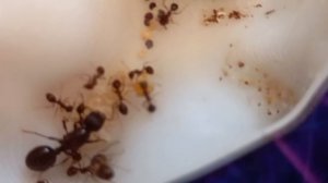 Муравьиная ферма