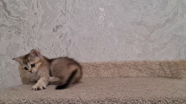Котенок
