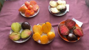 🏡 Огородно-тепличный Vlog. Обзор и дегустация томатов, часть 2. Копаем картошку.