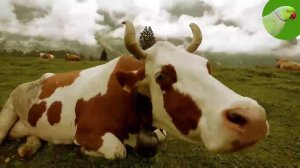 ВИДЕО С КОРОВКАМИ №2: Буренки пасутся в полях и мычат