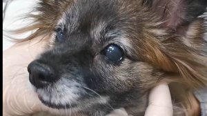 Двустороннее глазное протезирование у 6-месячного чихуахуа