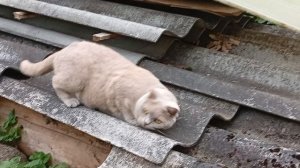 Супер кот 😻😂