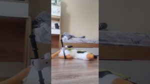 что делать если вы хотите себе лабубу но у вас её нет¯\_(ツ)_/¯