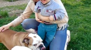 Бульдог - друг детей / видео приколы 2025 смотреть онлайн / приколы видео самые смешные / новые