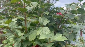 06-09-2025  ОСЕННИЕ ДАЧНЫЕ ЗАРИСОВКИ ❤️/жизнь здесь и сейчас ❤️❤️❤️