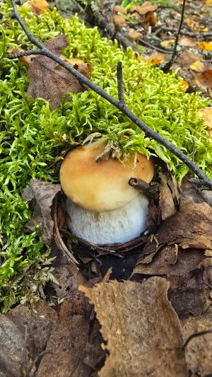 Грибная охота 5.09.25 Самое интересное в конце видео 😉🫢🫣