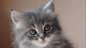 Korn - Freak On a Leash (пародия шутка)