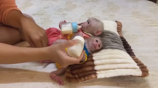 Обезьянки 2 лапатушки брыкаются Сидя не умеют Лёжа пьют молоко из соски _ __ ФОНД ВИДЕО __ _ Дзе