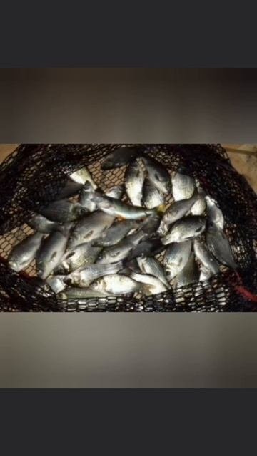 Ловля карася на поплавок на Старице🎣 Насадка тесто. Клев хороший👍