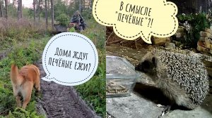 Сова сыч ХЗ гуляет на балкончике и паникует под присмотром сыча Лучика. Ёжик добреет на червячках