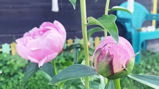 Лёгкая летняя мелодия от души. Пионы