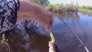 Сколько можно поймать рыбы за 17 минут