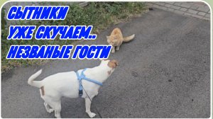 САМВЕЛ АДАМЯН, СЫТНИКИ, УЖЕ СКУЧАЕМ, НЕЗВАНЫЕ ГОСТИ..