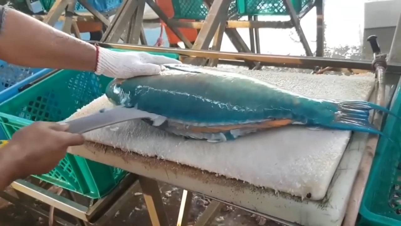 Разделка рыбы Попугай. Резка на сашими. Уличная еда в Японии. смотреть онлайн