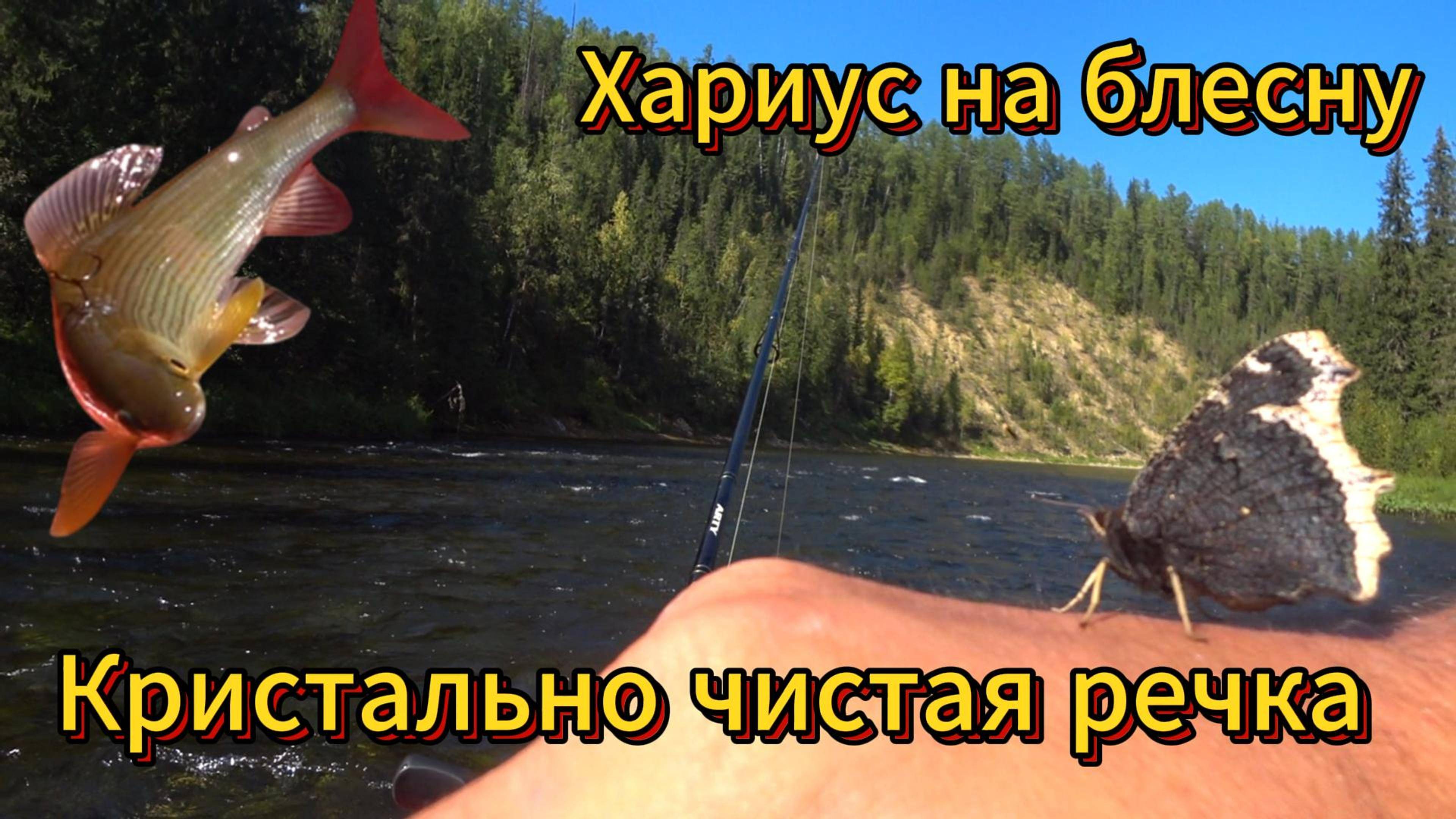 Кристально чистая река, полная хариусом