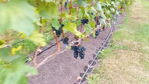 МАРМЕЛАДКА