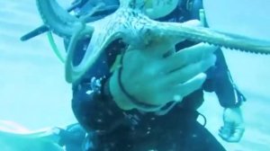 Дружелюбный осьминог / видео приколы 2025 смотреть онлайн / приколы видео самые смешные /