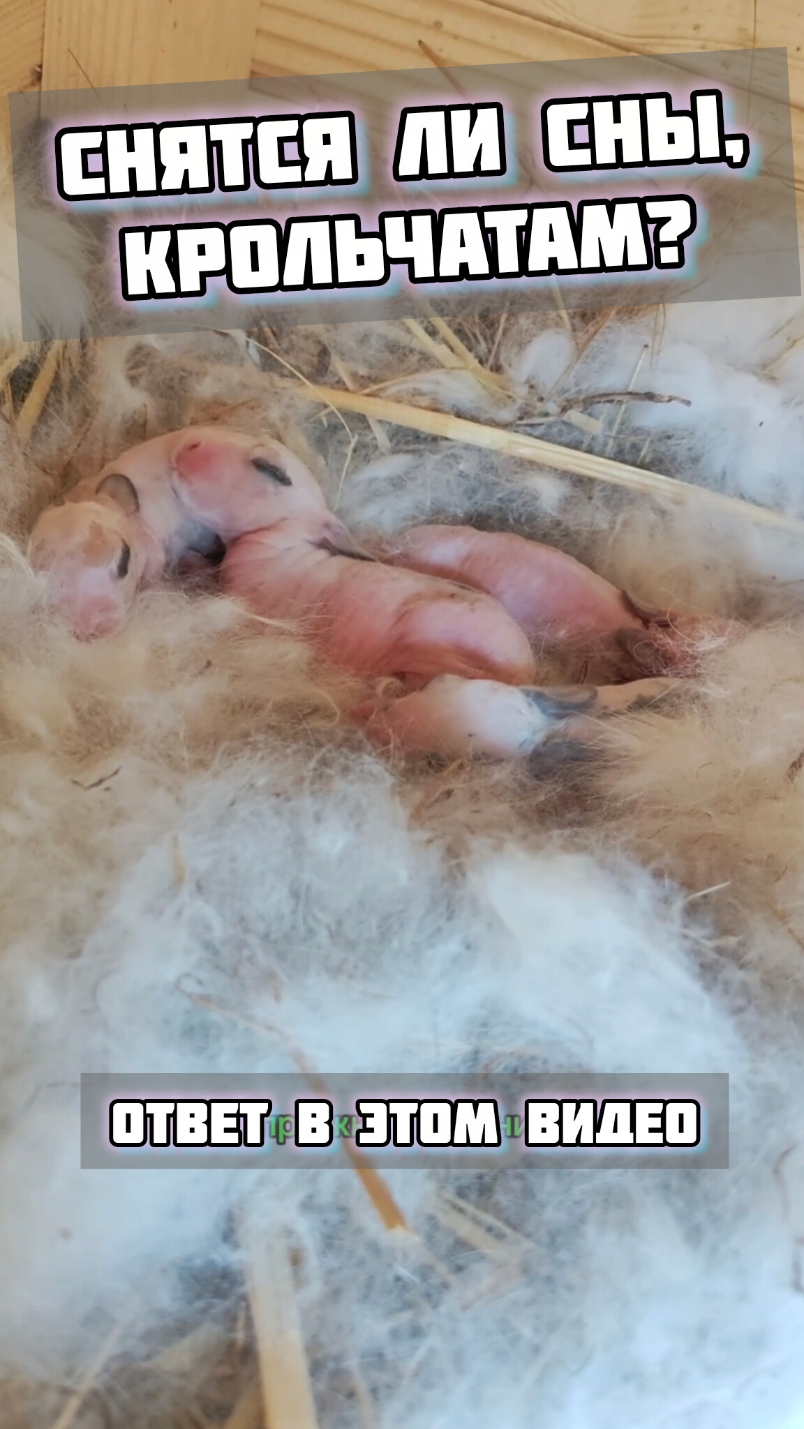 Снятся ли сны крольчатам? Ответ в этом видео! смотреть онлайн