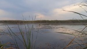 Вечерка на утку, с подсадными!!!
