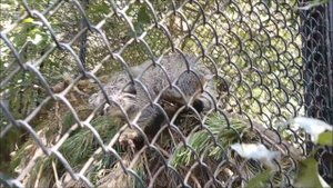 Смелый котёнок Снежинки, любопытный котёнок Мии и спокойный манул 03.09.2025