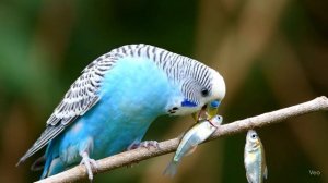 Попугай ест рыбу впервые! 🐦🐟 Умилительно!