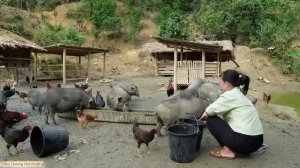 From Farm to Market: Selling Piglets & Making Pickled Cassava Leaves Through my videos. Trieu Mai