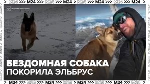 Бездомная собака покорила Эльбрус вместе с альпинистами - Москва 24